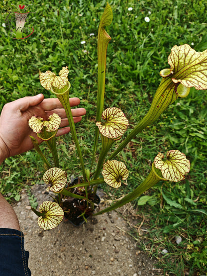 SX41U01 Sarracenia x (S. x moorei 'Leah Wilkerson' x S. x 'French Kiss')