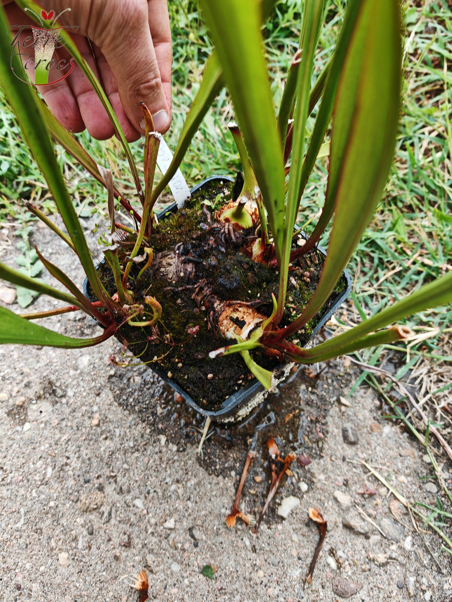 SX41U01 Sarracenia x (S. x moorei 'Leah Wilkerson' x S. x 'French Kiss')