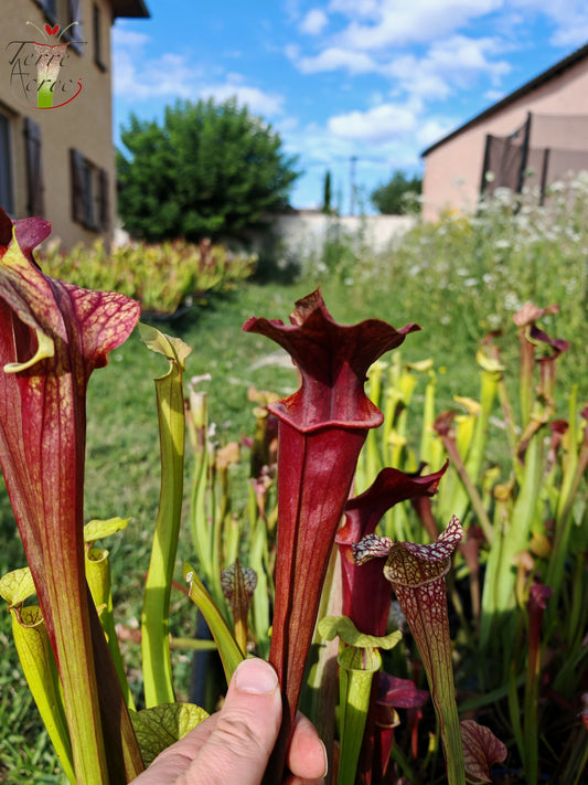 SXP08R01 Sarracenia hybride complexe rouge