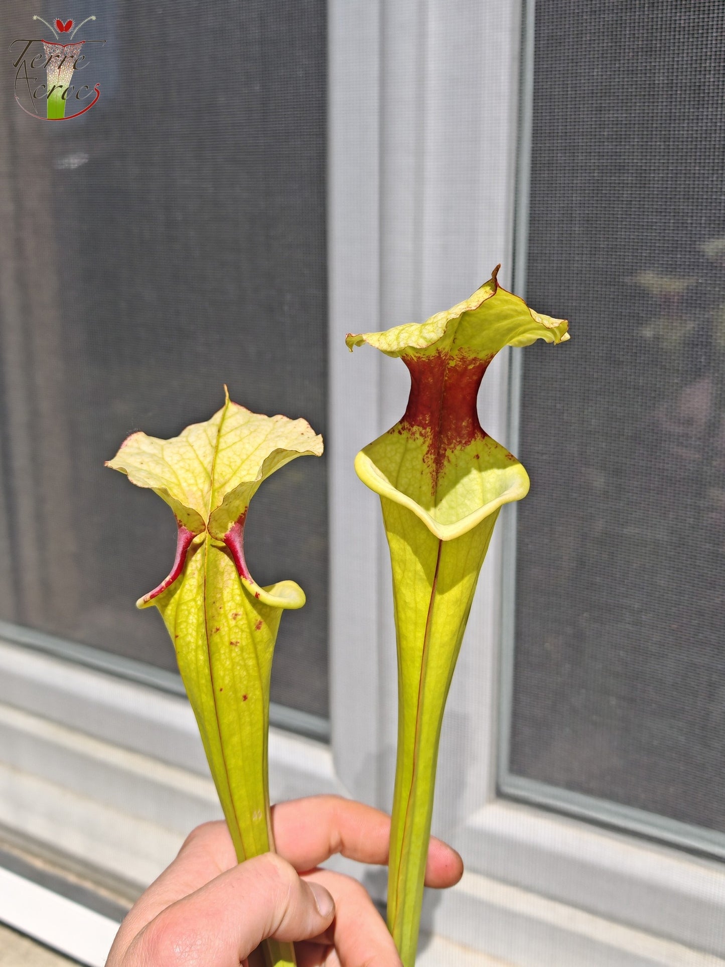 LB01 Sarracenia hybride unique