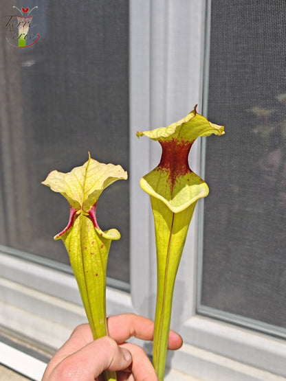 LB01 Sarracenia hybride unique