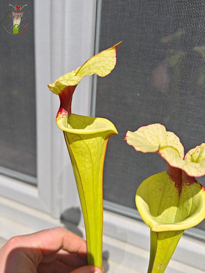 LB01 Sarracenia hybride unique