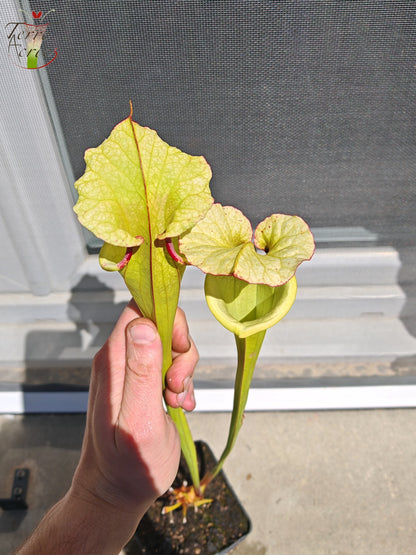 LB01 Sarracenia hybride unique