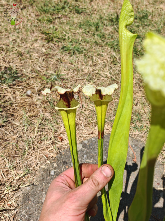 LB05 Sarracenia hybride unique