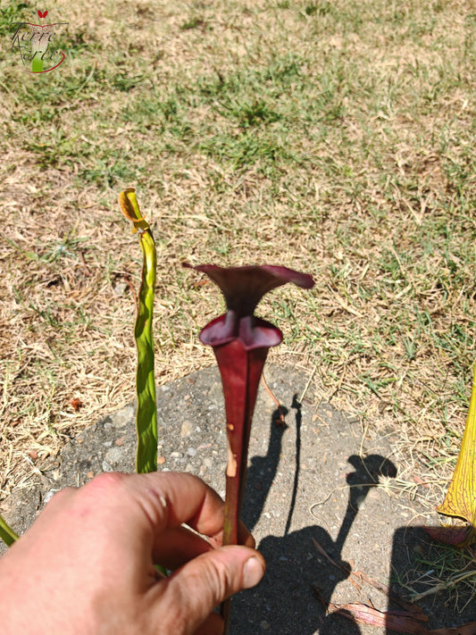LB06 Sarracenia hybride unique