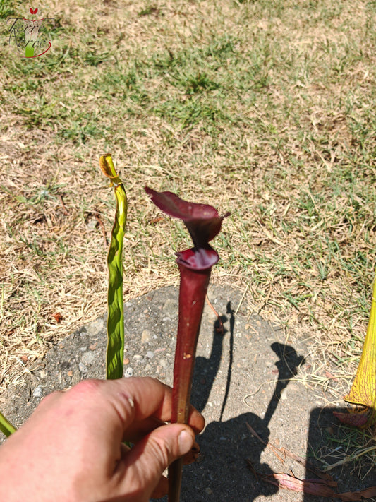 LB06 Sarracenia hybride unique