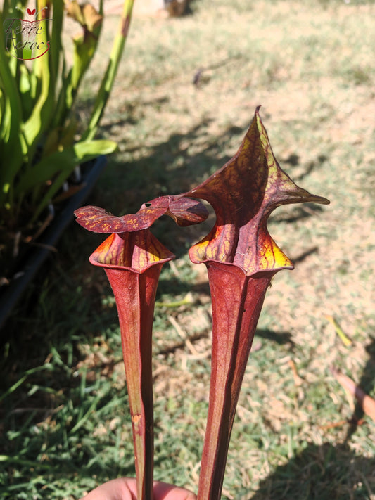 LB08-03 Sarracenia hybride unique