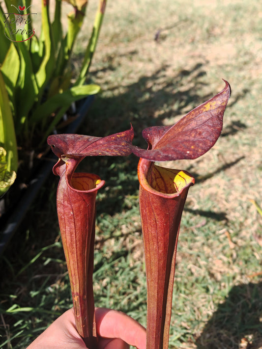 LB08-03 Sarracenia hybride unique