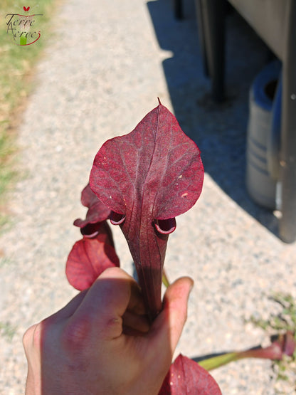 LB08 Sarracenia hybride unique