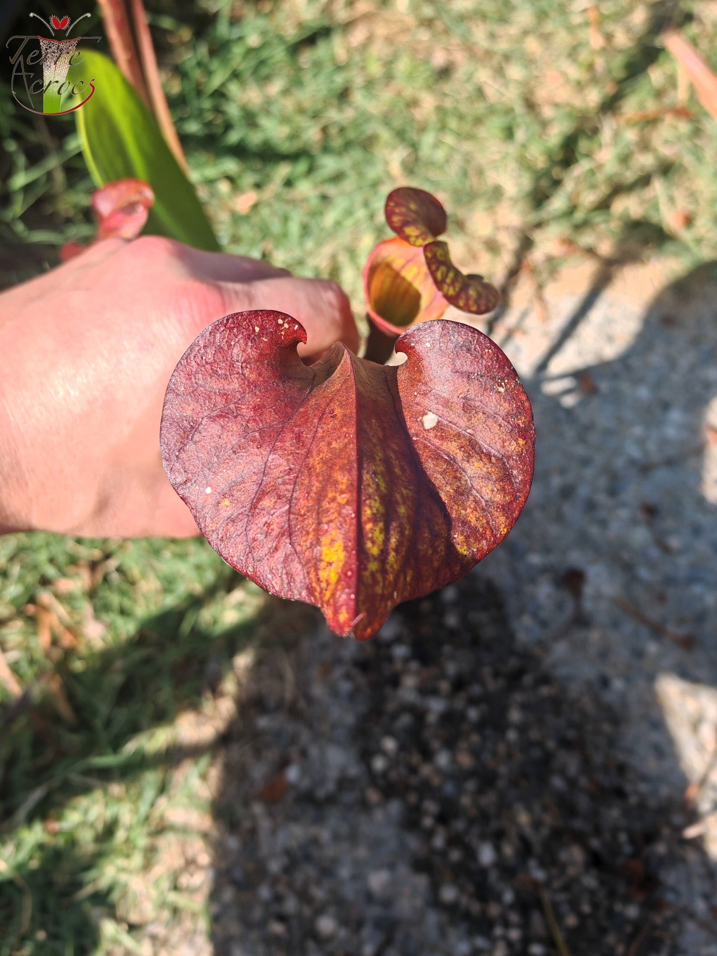 LB08-03 Sarracenia hybride unique