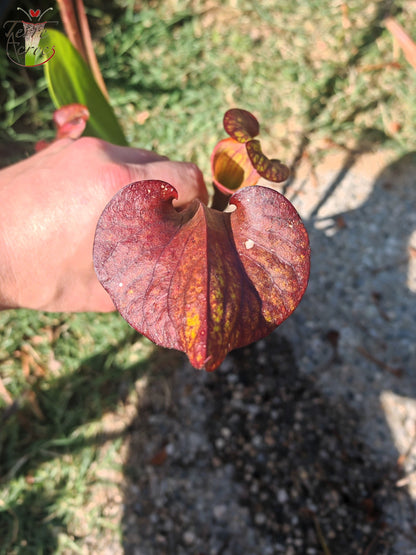 LB08-03 Sarracenia hybride unique