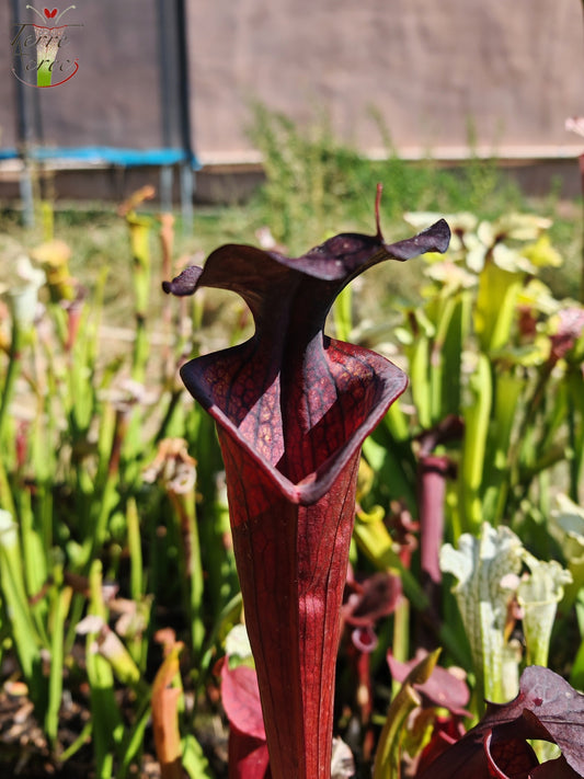 LB09 Sarracenia hybride unique