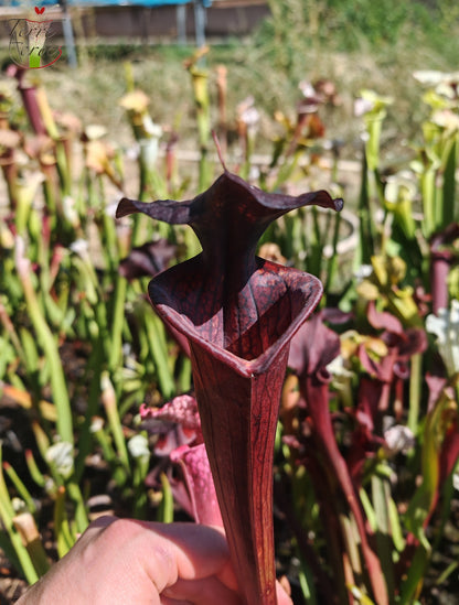LB09 Sarracenia hybride unique