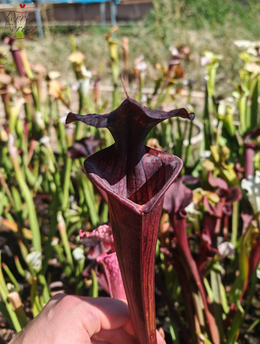 LB09 Sarracenia hybride unique