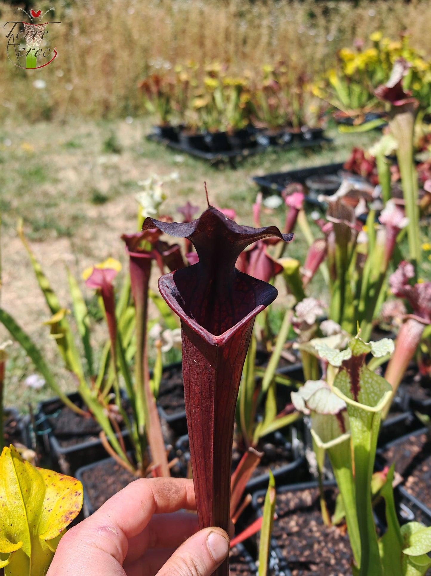 LB09 Sarracenia hybride unique