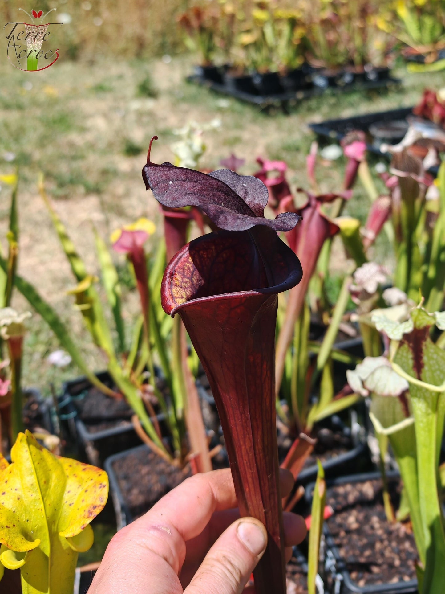 LB09 Sarracenia hybride unique