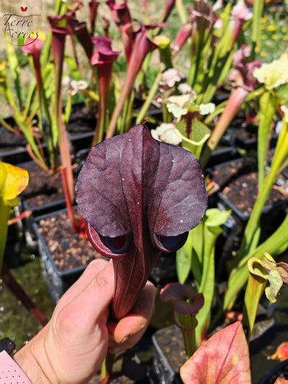 LB09 Sarracenia hybride unique