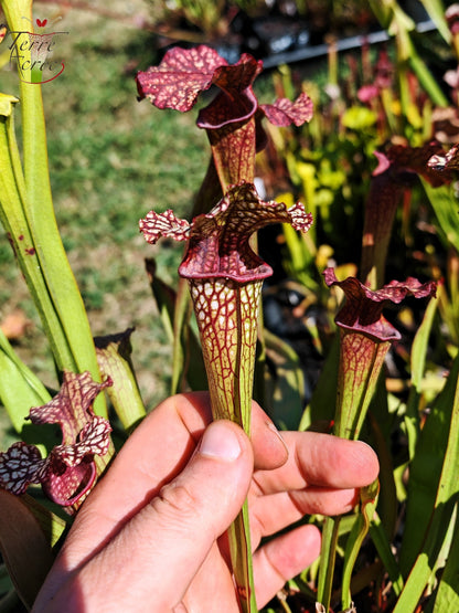 LBOB02-01 Einzelne Hybrid-Sarracenia