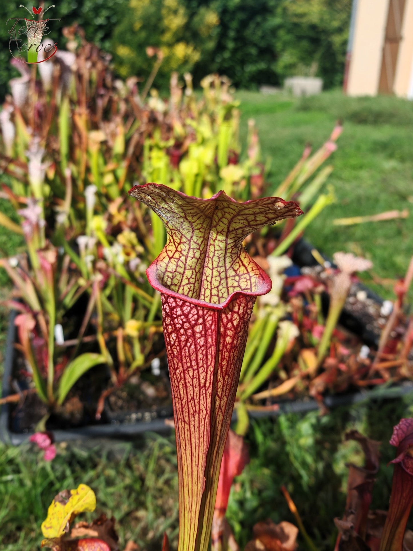 LBOB03 Sarracenia hybride unique