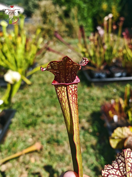 LBOB03 Sarracenia hybride unique