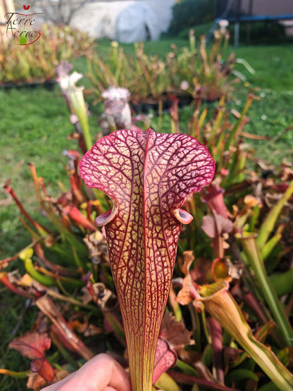 LBOB03 Sarracenia hybride unique