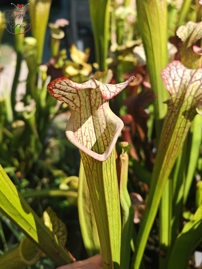 LBOB04 Sarracenia hybride unique