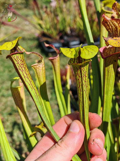 LBOB05 Einzelhybride Sarracenia