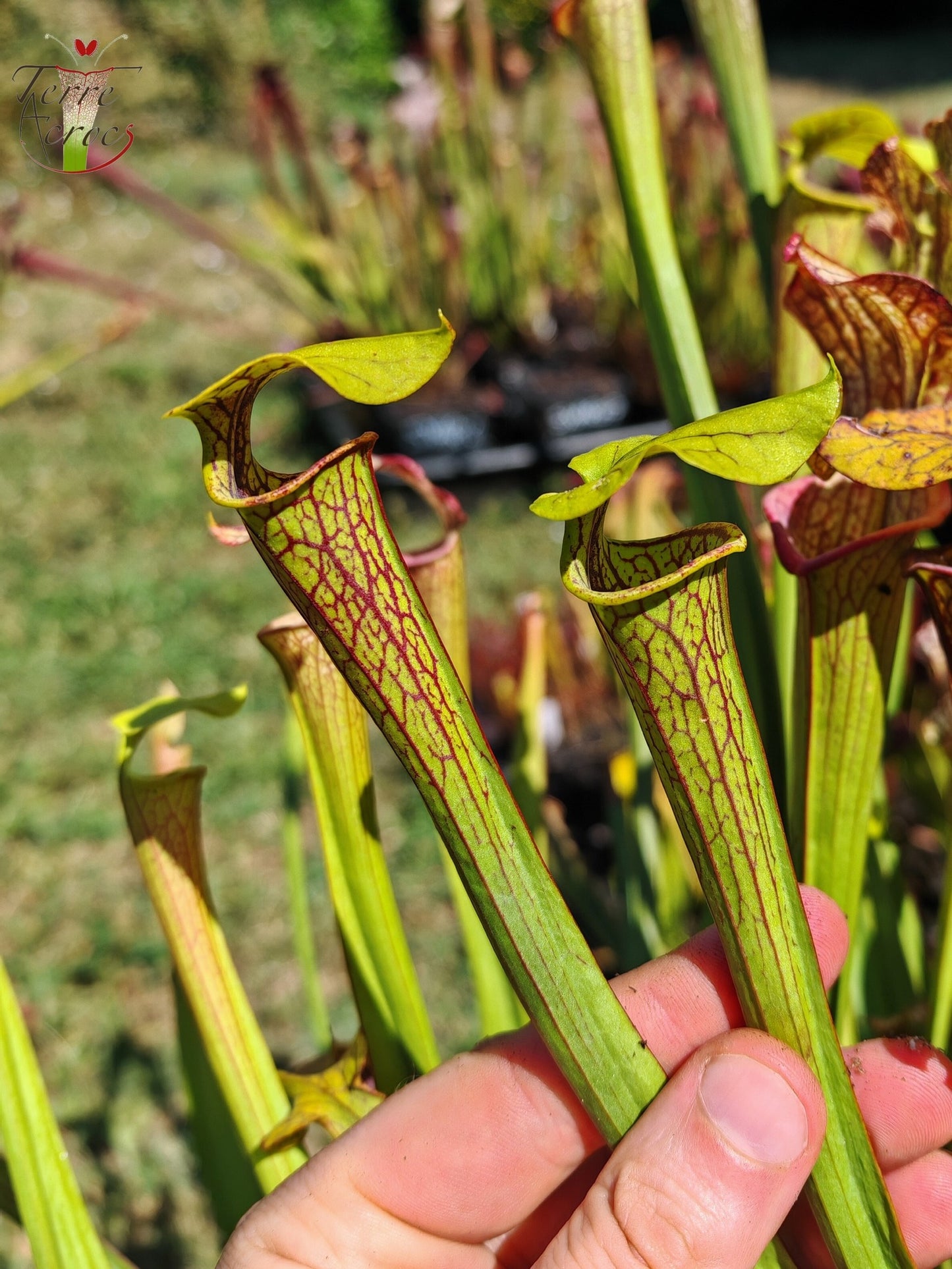 LBOB05 Einzelhybride Sarracenia