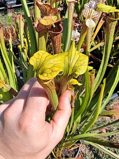 LBOB05 Einzelhybride Sarracenia