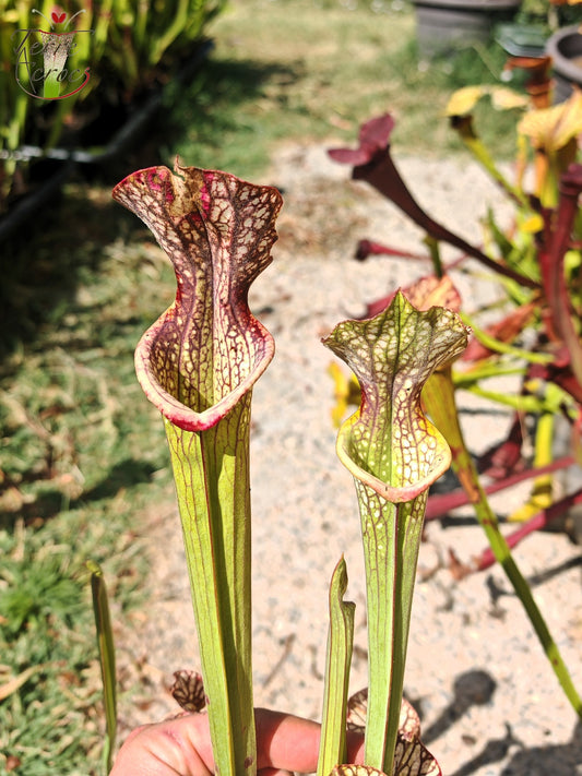 LBOB06 Sarracenia hybride unique