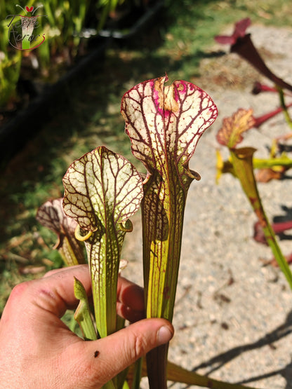 LBOB06 Sarracenia hybride unique