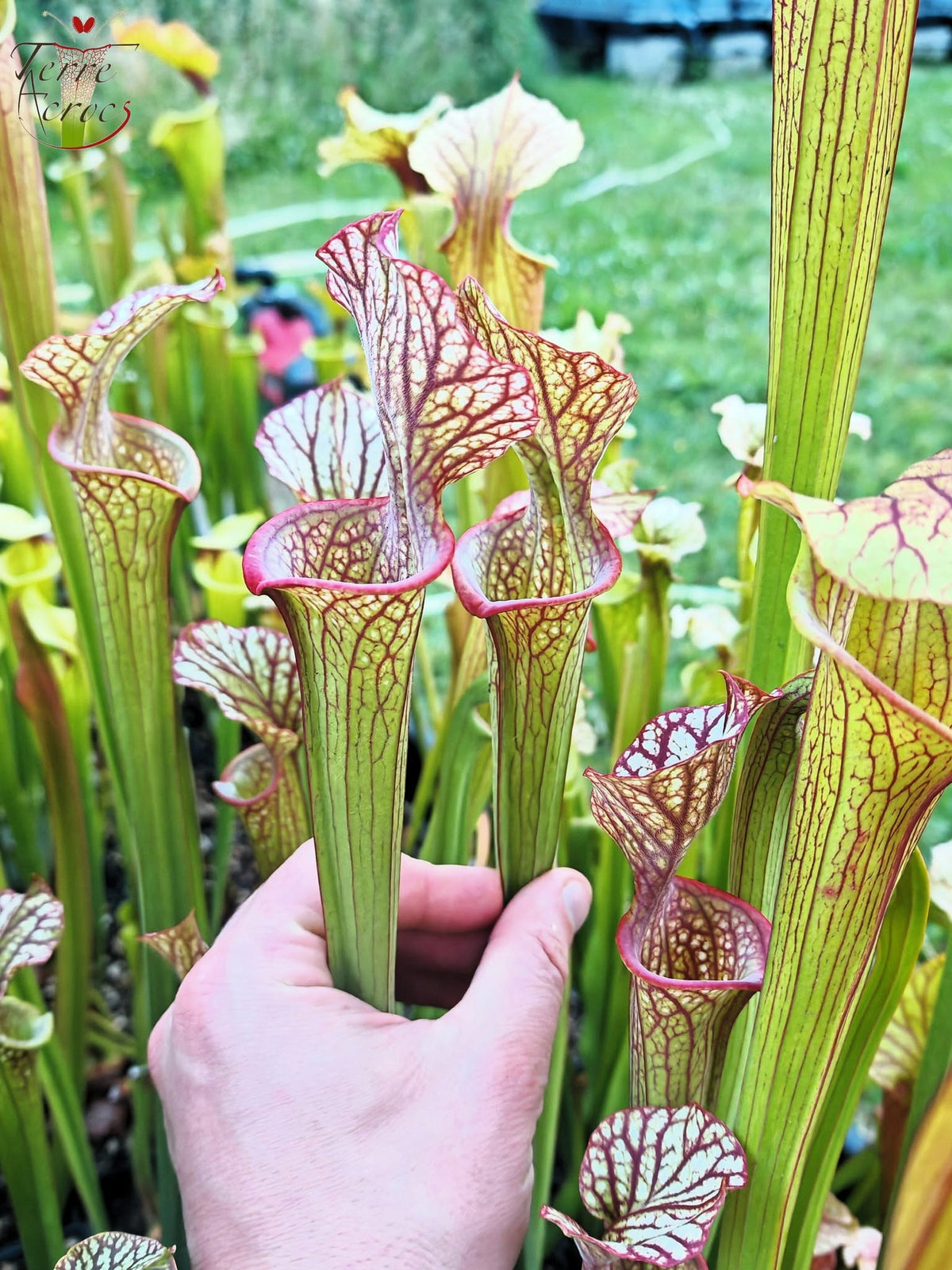 LBOB06 Unique hybrid Sarracenia