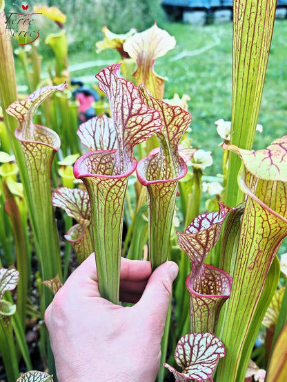 LBOB06 Unique hybrid Sarracenia