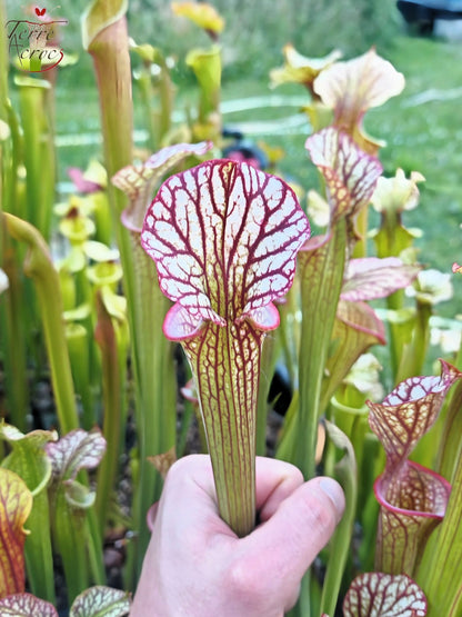 LBOB06 Unique hybrid Sarracenia