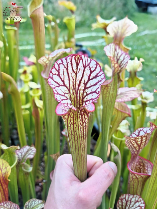 LBOB06 Unique hybrid Sarracenia