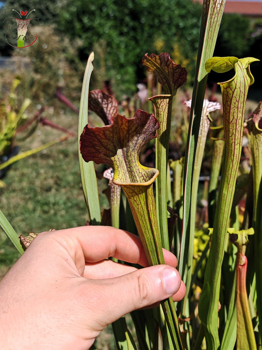 LBOB07 Unique hybrid Sarracenia