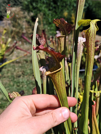 LBOB07 Unique hybrid Sarracenia