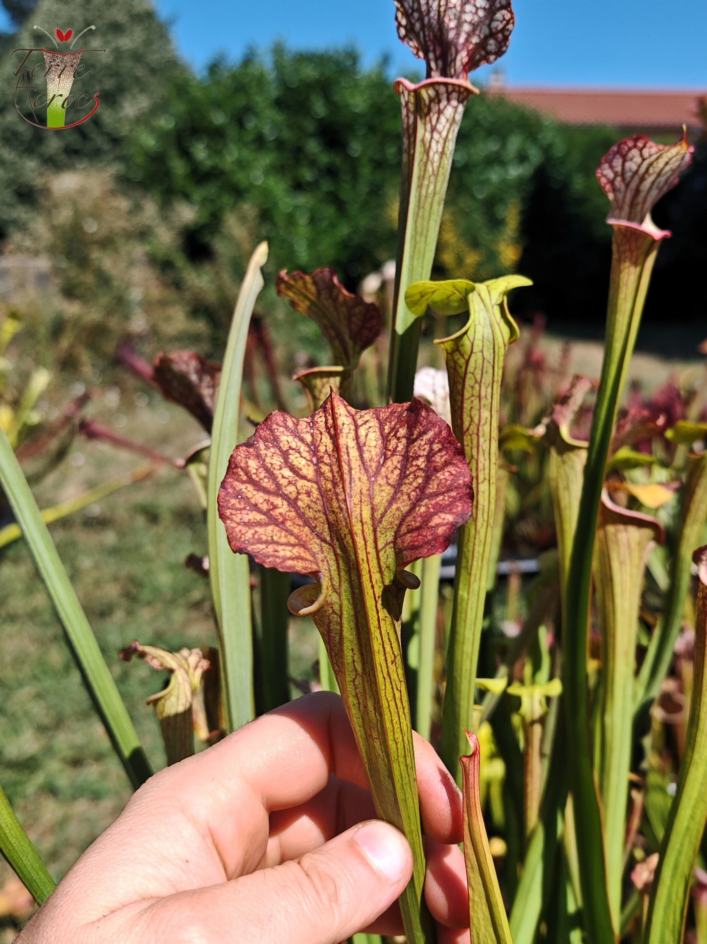 LBOB07 Unique hybrid Sarracenia