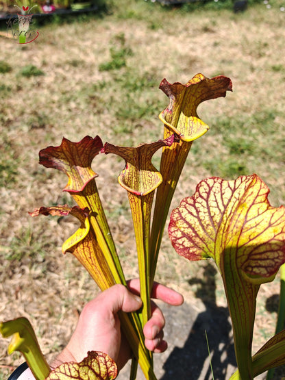 LBOB07 Sarracenia hybride unique