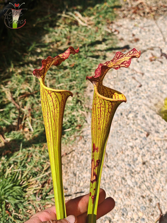 LBOB07 Sarracenia hybride unique