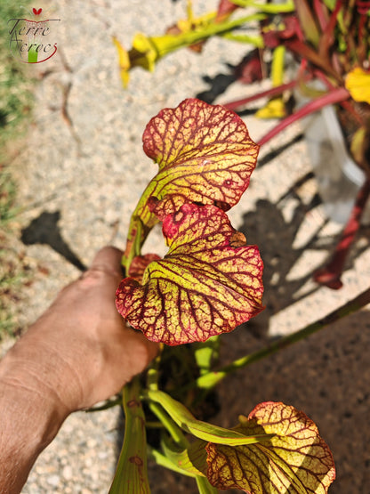 LBOB07 Sarracenia hybride unique