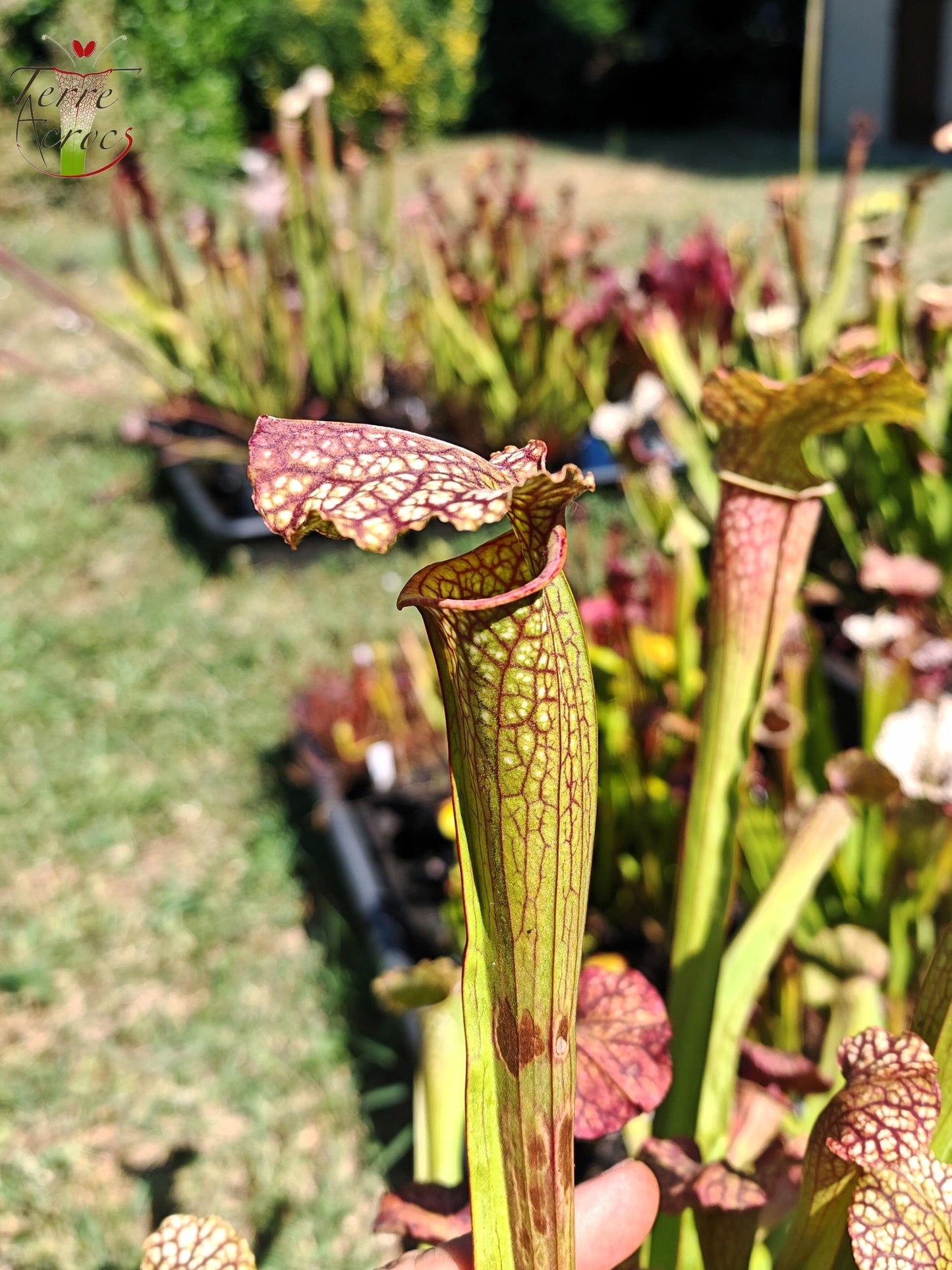 LBOB08 Sarracenia hybrid