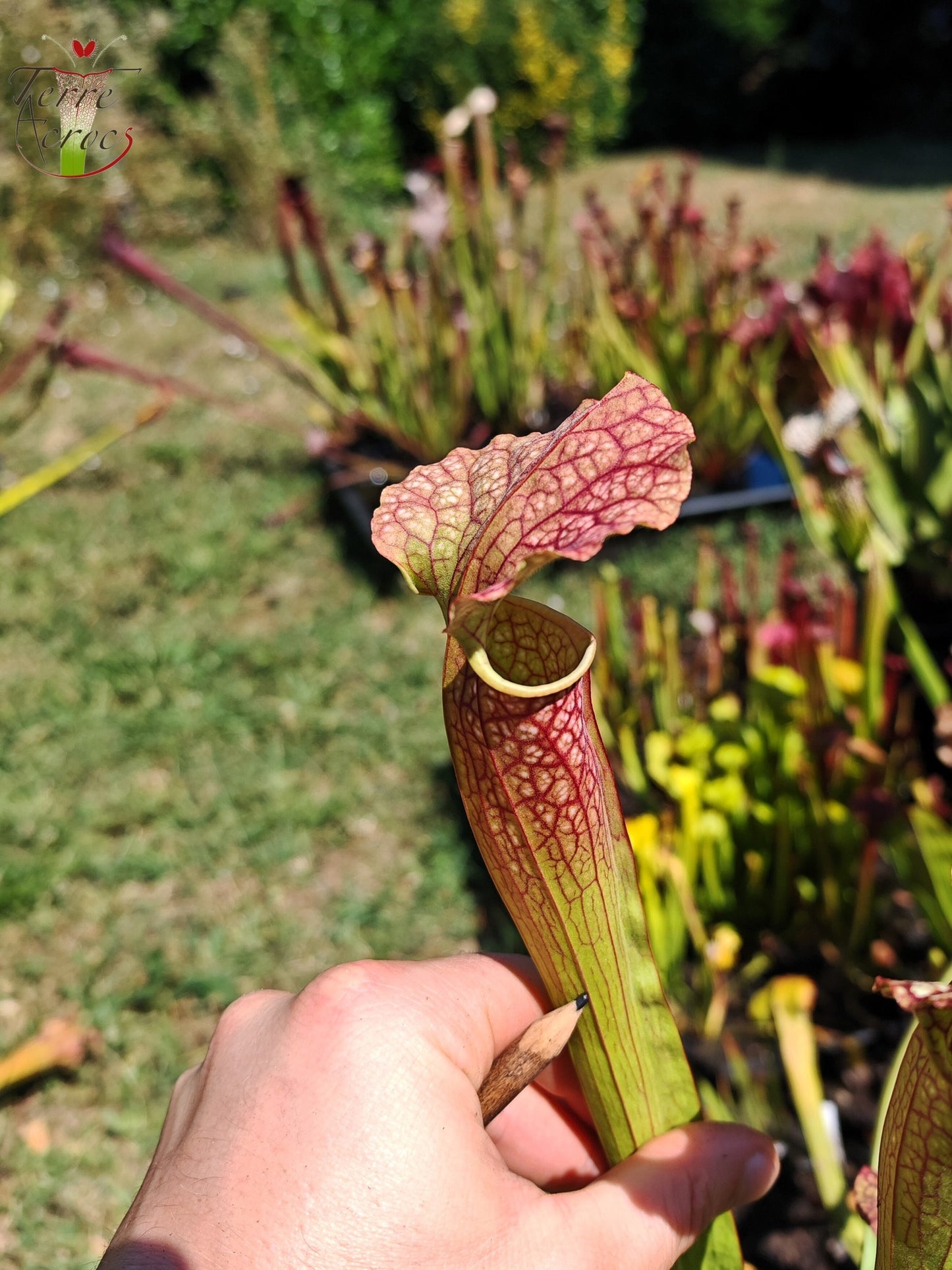 LBOB08 Sarracenia hybrid