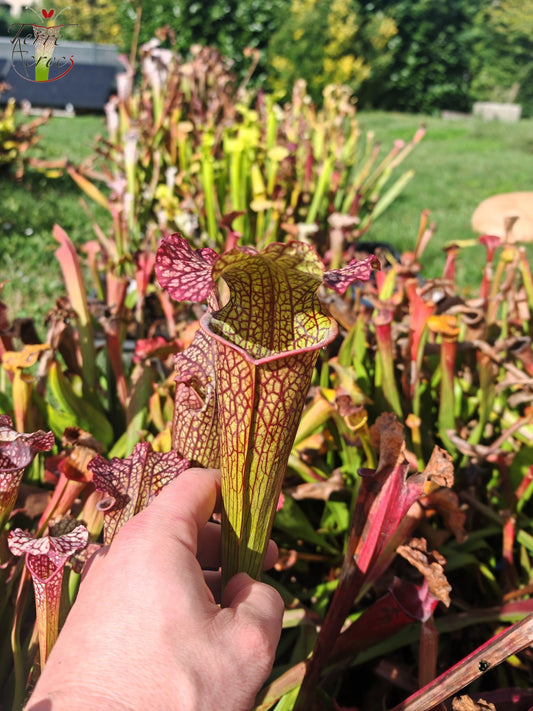 LBOB08 Sarracenia hybride