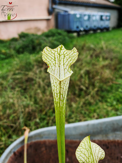 LBU03 Sarracenia hybride