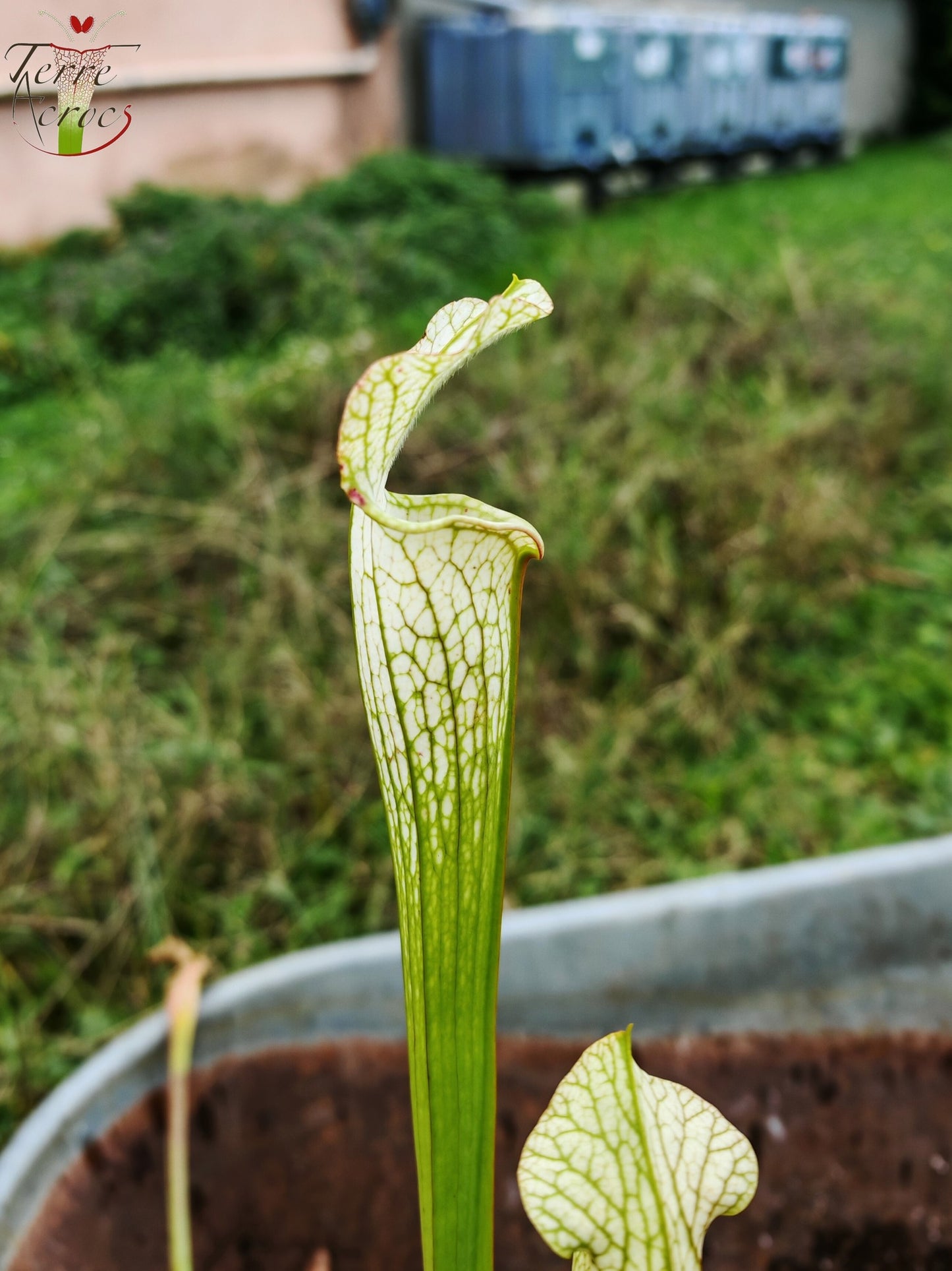 LBU03 Sarracenia hybride