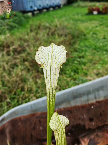 LBU03 Sarracenia hybride