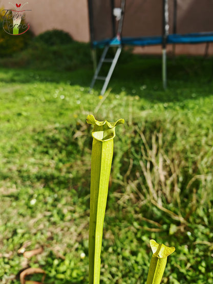 LBU04 Hybride Sarracenia