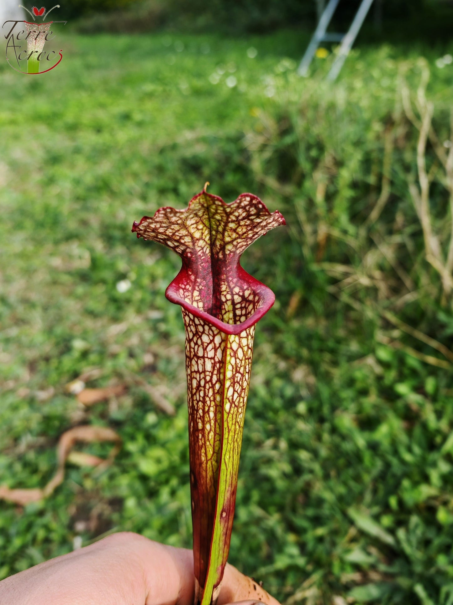 LBU05 Hybride Sarracenia