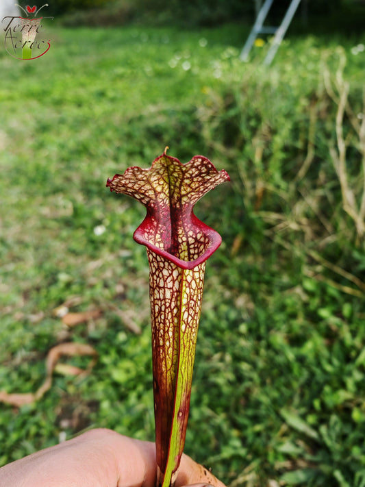 LBU05 Sarracenia hybride